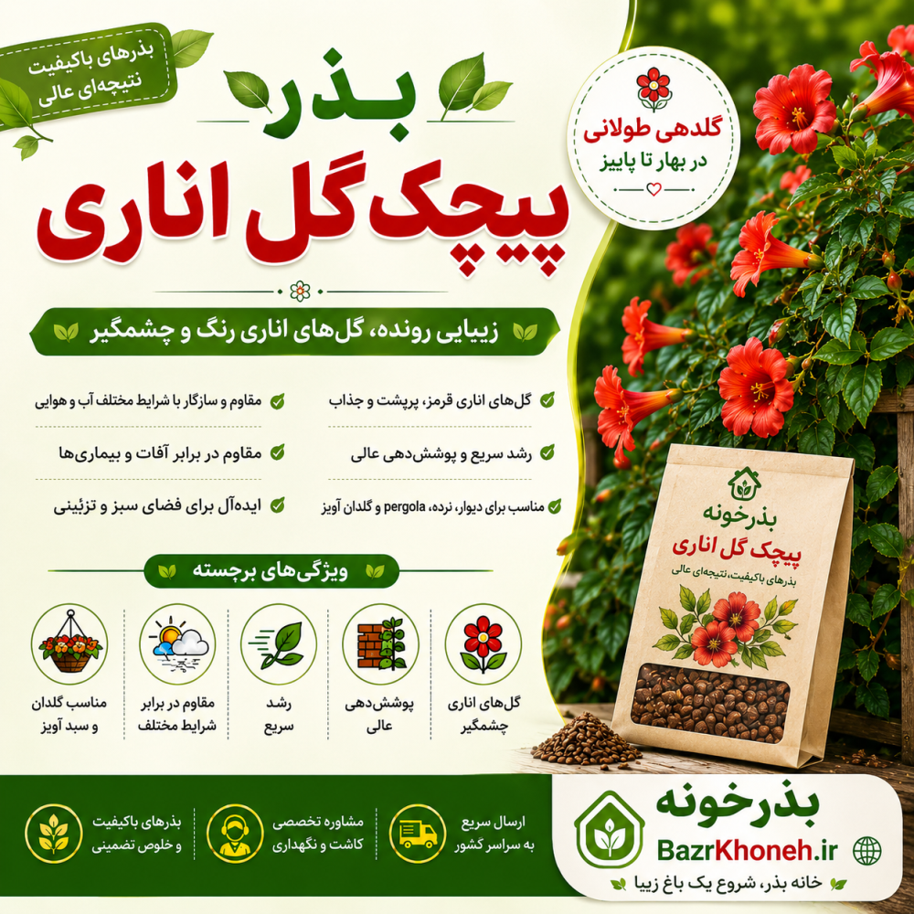 بذر پیچک گل اناری — تصویر ۳