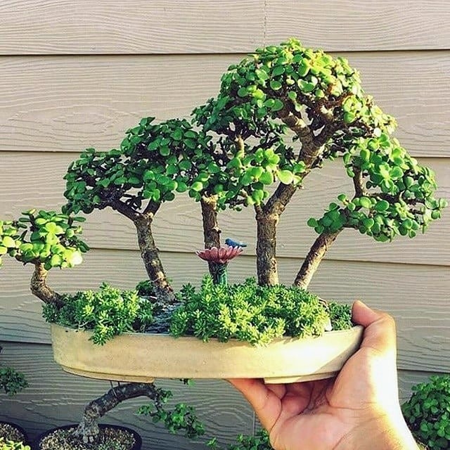 بذر بونسای کراسولا آفریقایی — تصویر ۳