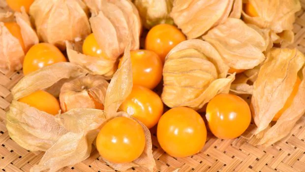 بذر فیسالیس ( گوجه پوست دار ) — تصویر ۳