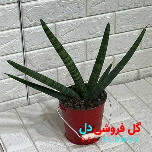 سانسوریا بونسل 916