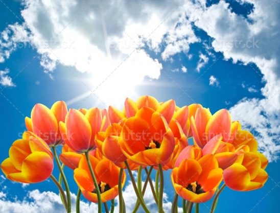 باریسول کشسان آسمان کد sky-165