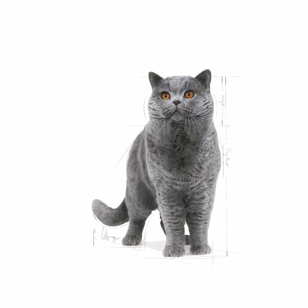 غذای خشک گربه بالغ رویال کنین مدل British Shorthair Adult مناسب بریتیش موکوتاه | 2 کیلوگرم — تصویر ۴