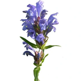 بذر بادر شبویه