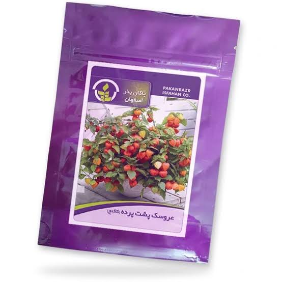 بذر عروسک پشت بسته