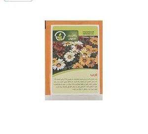 بذر گازانیا — تصویر ۲