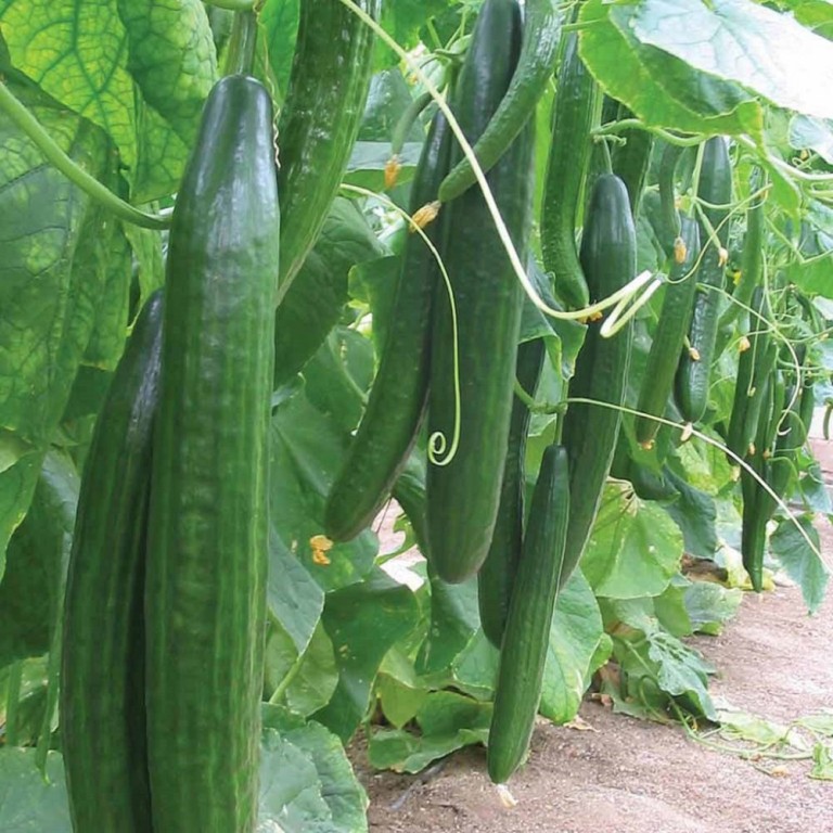 بذر خیار درختی