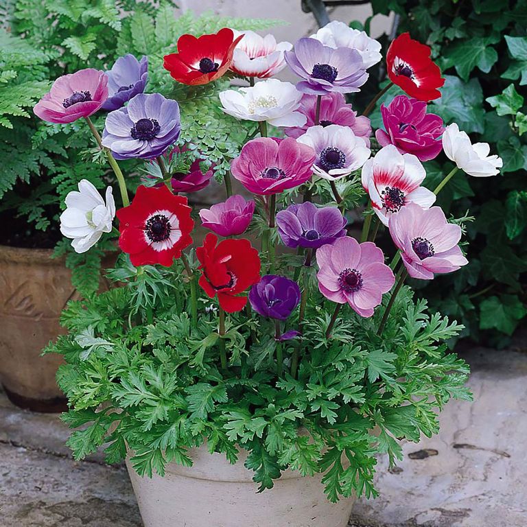 بذر گل شقایق نعمانی (آنه مون)
