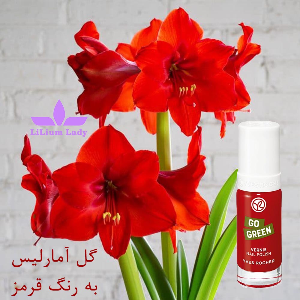 لاک ایوروشه رنگ قرمز آماریلیس شماره ۲۳ — تصویر ۶