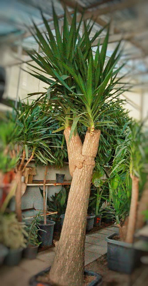 گیاه یوکا – کد 3082 — تصویر ۲