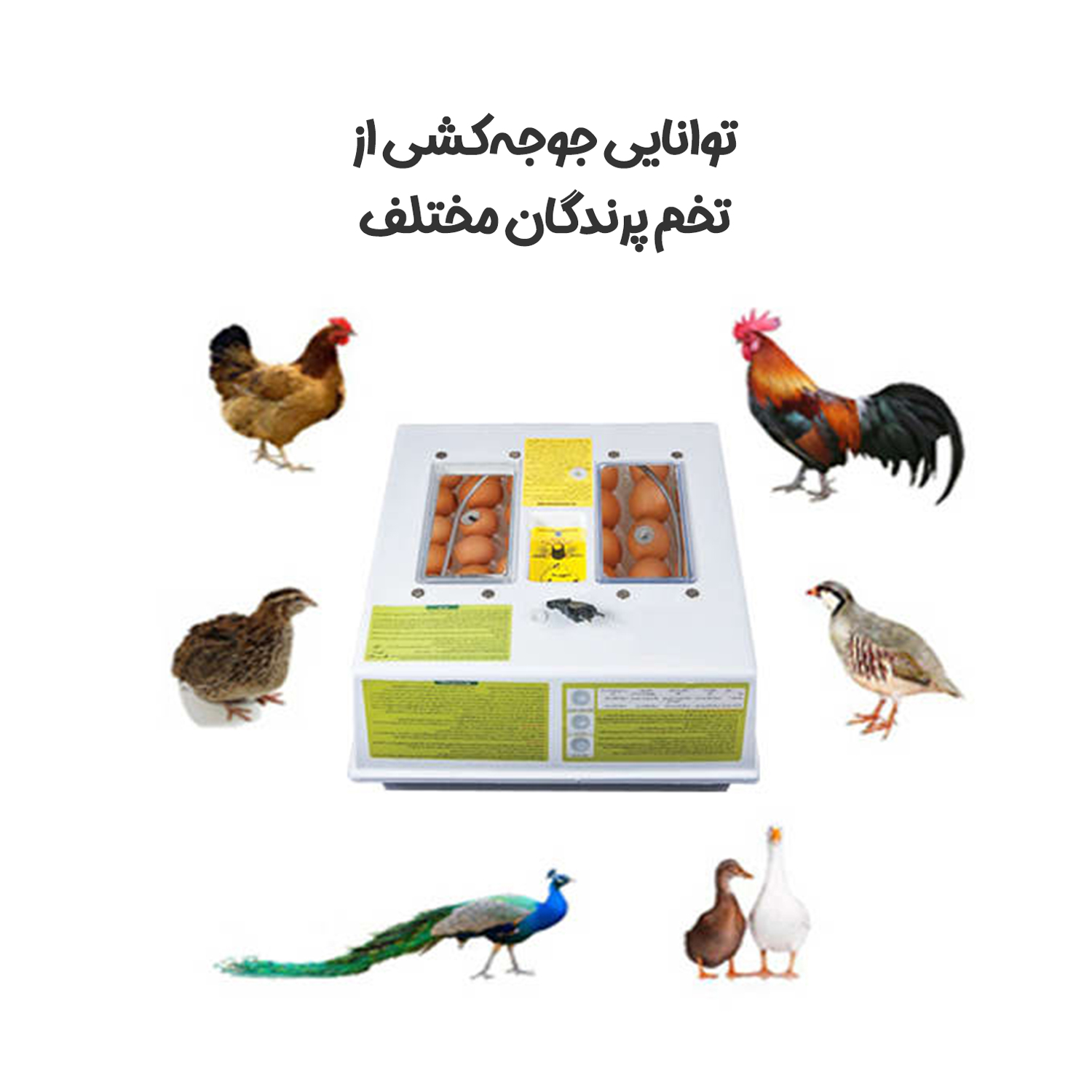 دستگاه جوجه کشی خانگی آنالوگ کاکس — تصویر ۵