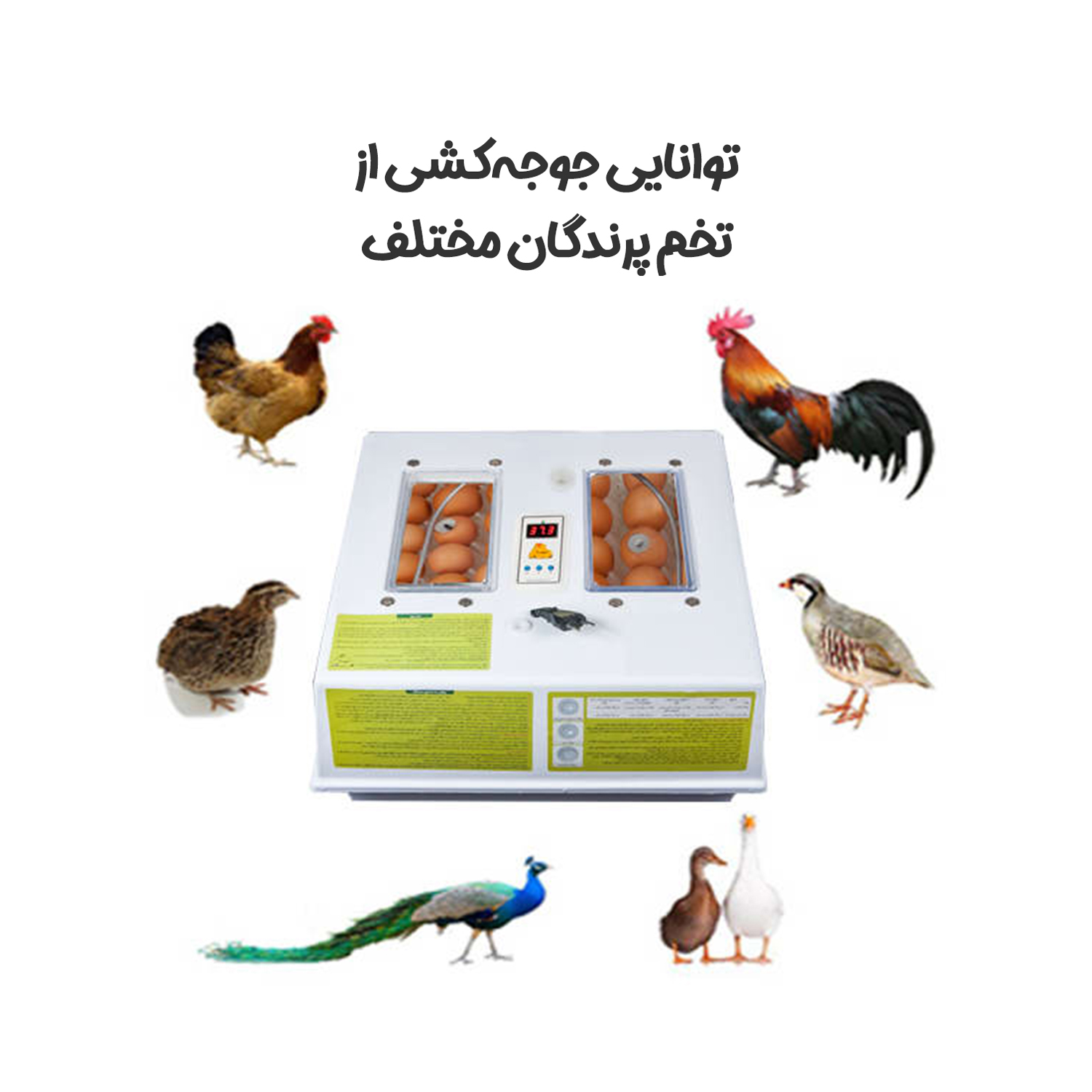 دستگاه جوجه کشی خانگی دیجیتال کاکس — تصویر ۵