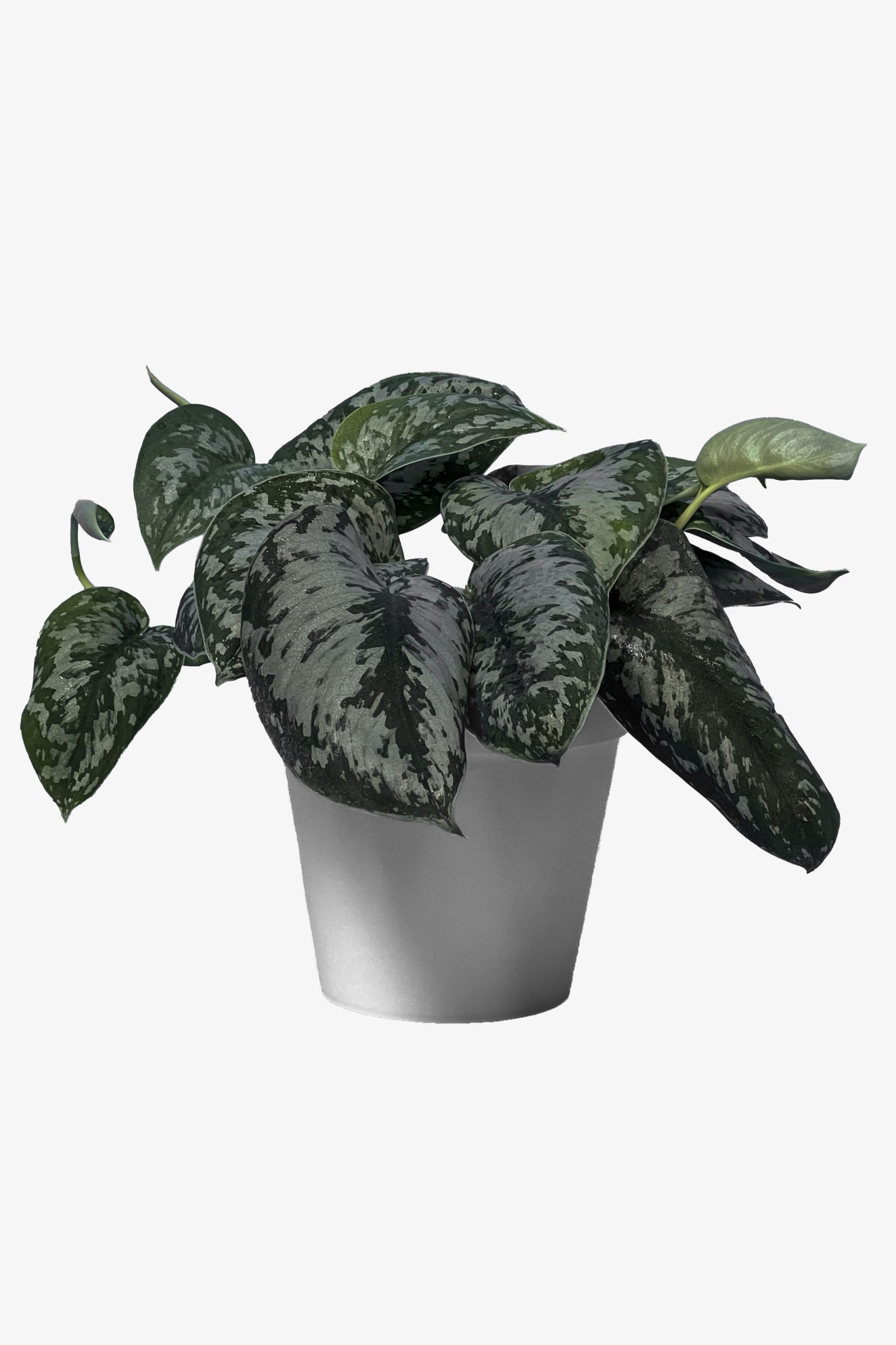 پتوس ببری گلدانی (برگ درشت)