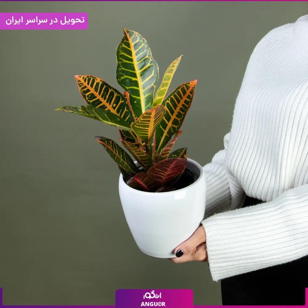 گلدان کروتون — تصویر ۳