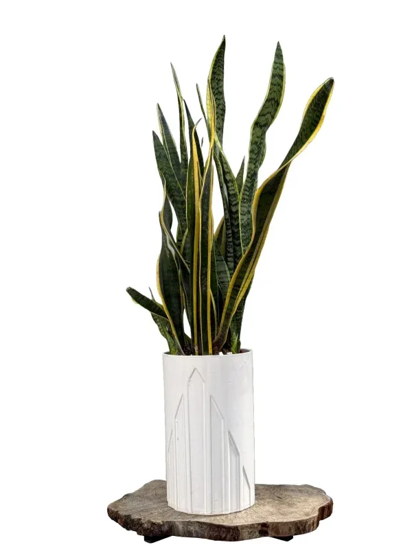 گیاه سانسوریا ابلق کد GY-2 – فروشگاه گل کارا | Kara Flower