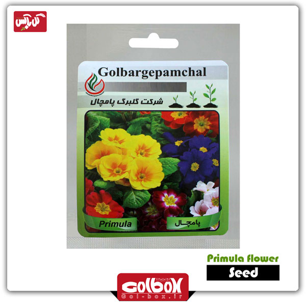 بذر گل پامچال پاکتی‎