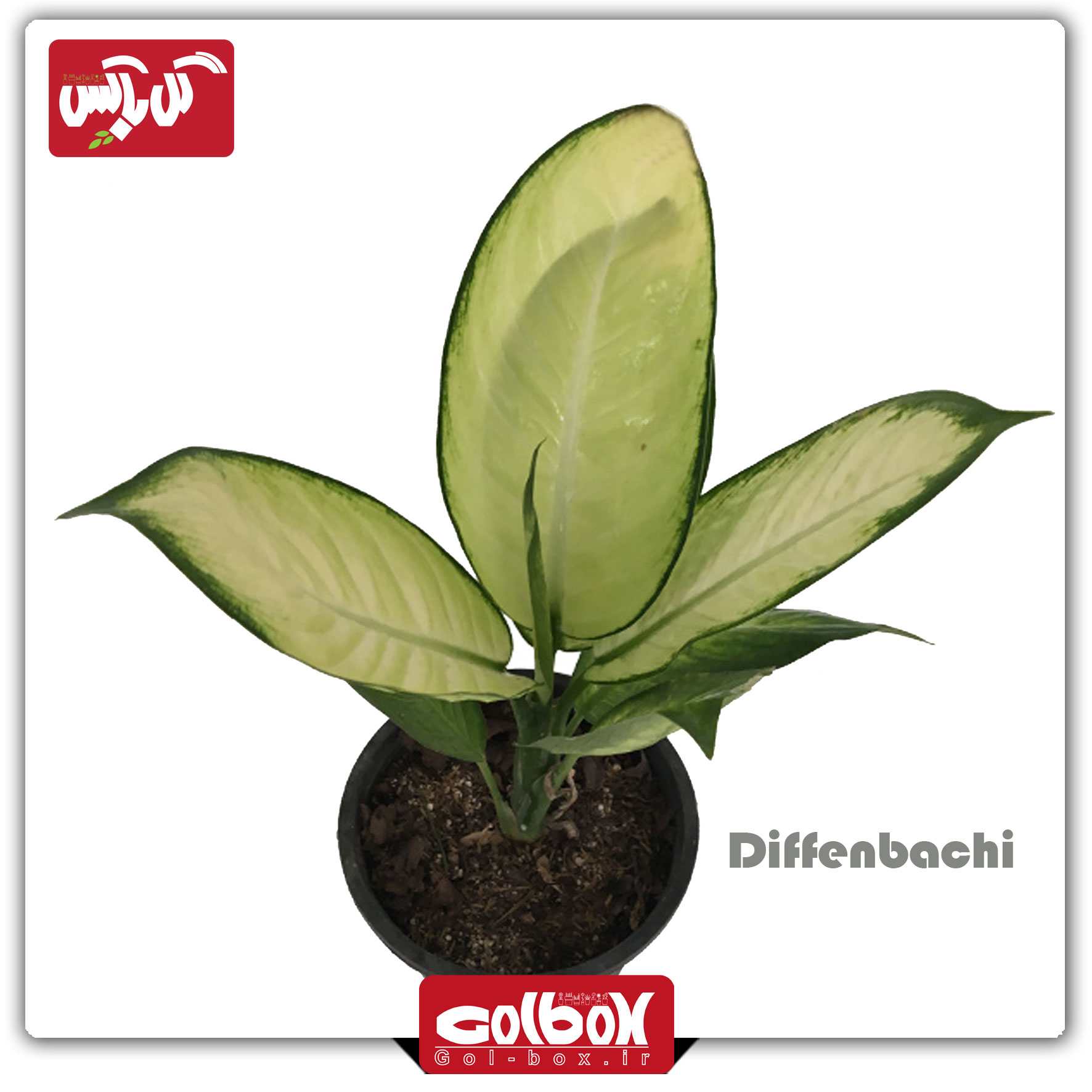 گل دیفن کاملیا — تصویر ۲