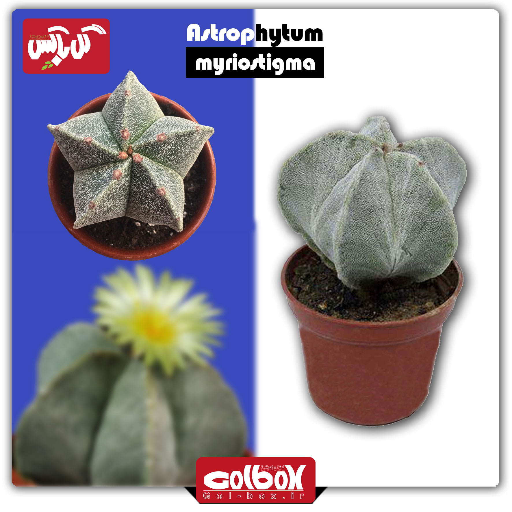 گل کاکتوس آستروفیتوم Astrophytum Myriostigma