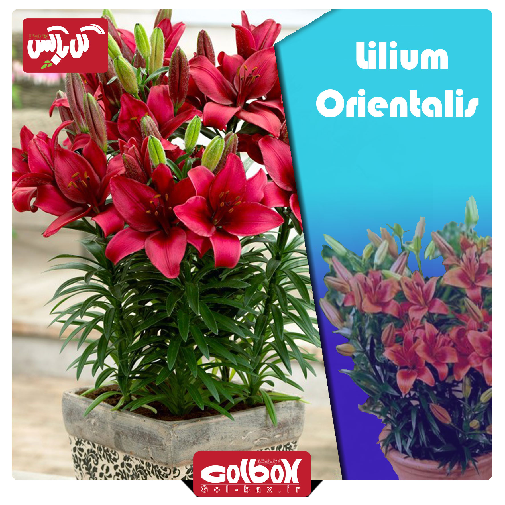 گل لیلیوم lilium