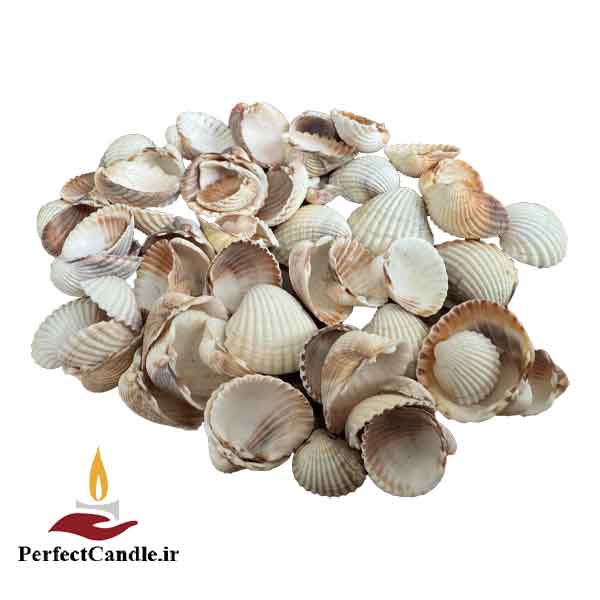 صدف کفه ای