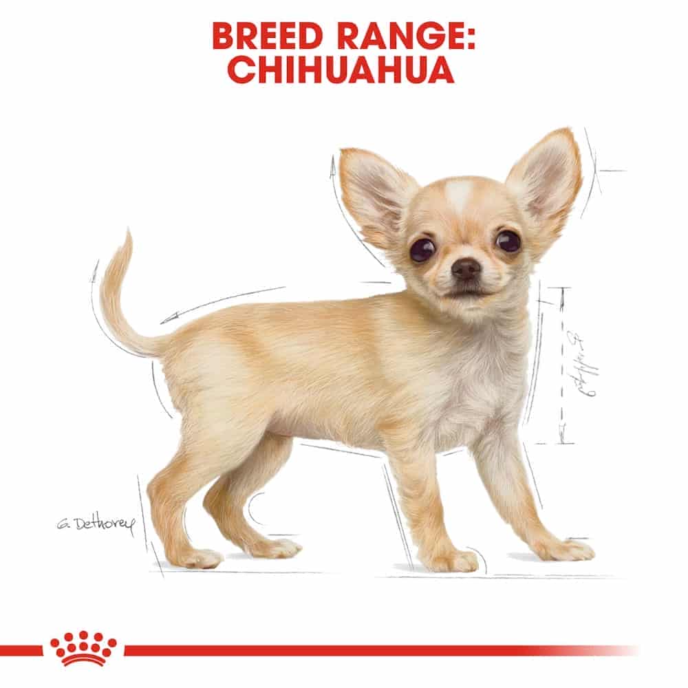 غذای خشک توله سگ رویال کنین مدل Chihuahua Puppy نژاد شیواوا — تصویر ۸