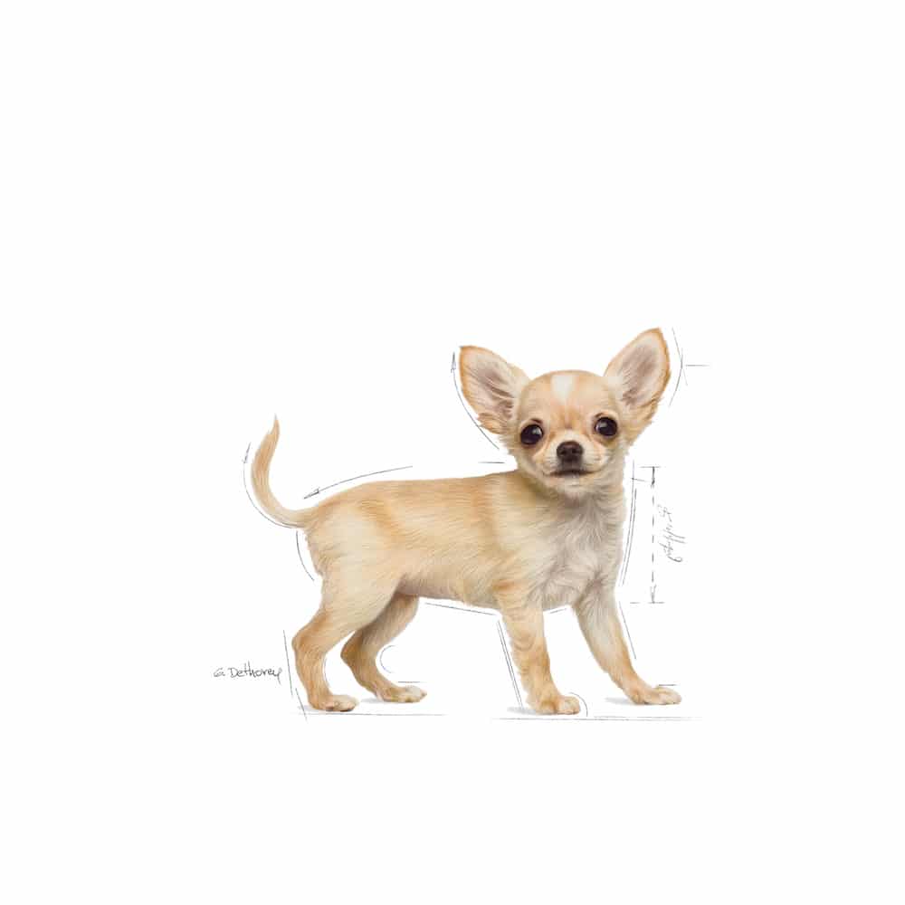غذای خشک توله سگ رویال کنین مدل Chihuahua Puppy نژاد شیواوا — تصویر ۴
