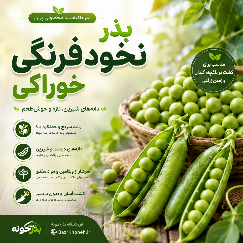 بذر نخود فرنگی خوراکی کمیاب — تصویر ۲