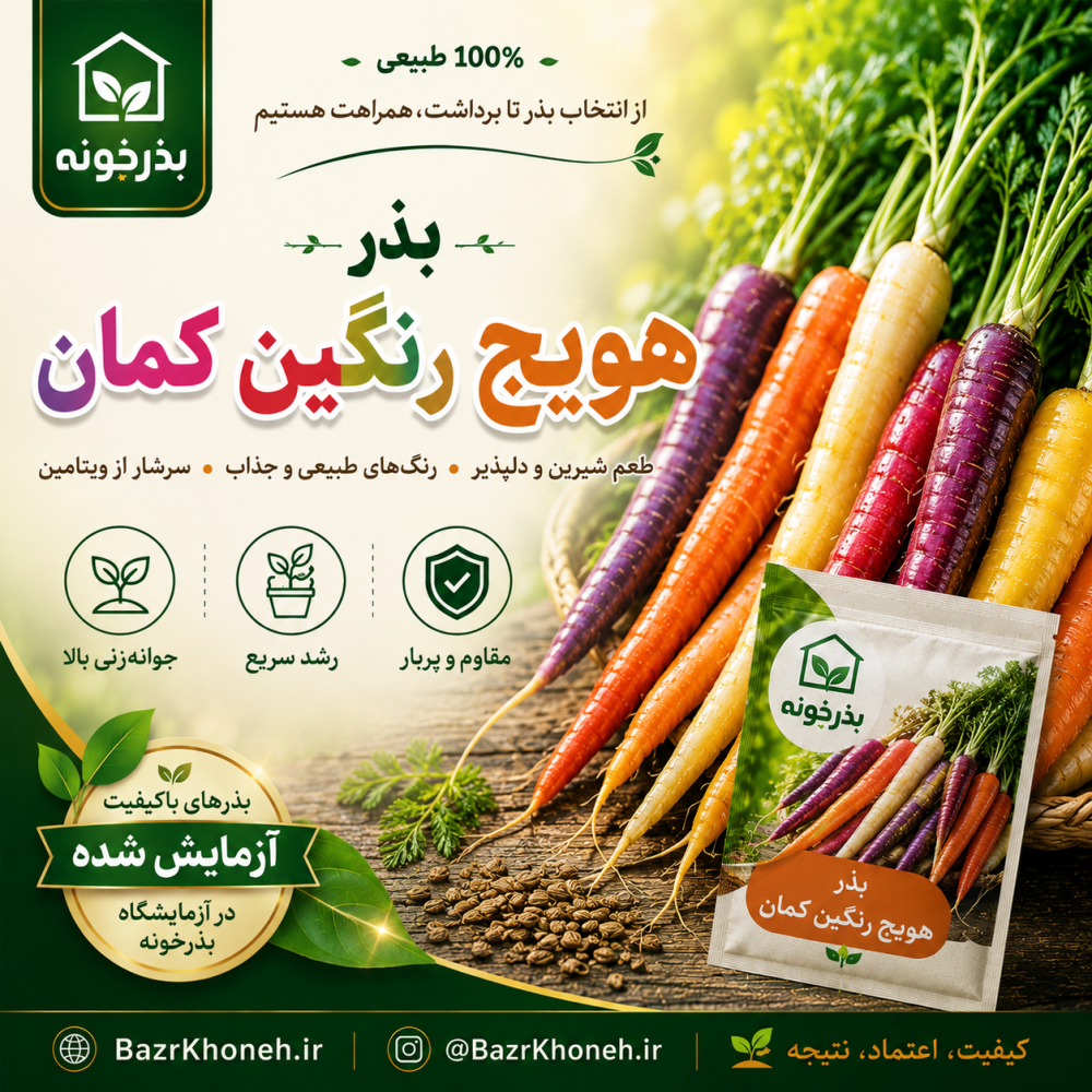بذر کمیاب هویج رنگین کمان — تصویر ۲