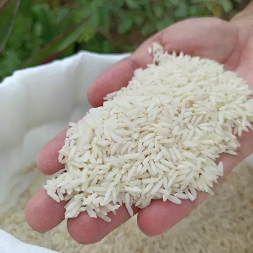 برنج طارم هاشمی شالیزار شخصی آستانه 10kg تضمین بازگشت