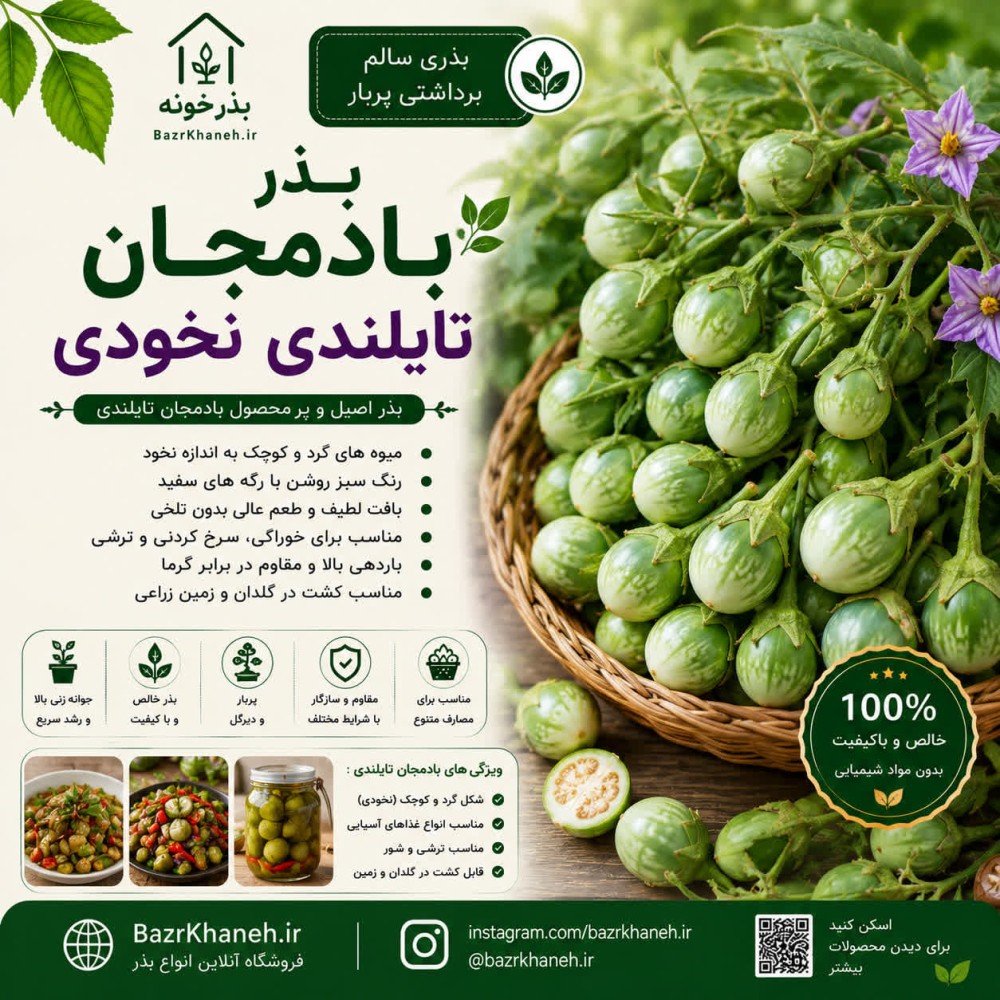 بذر بادمجان تایلندی نخودی