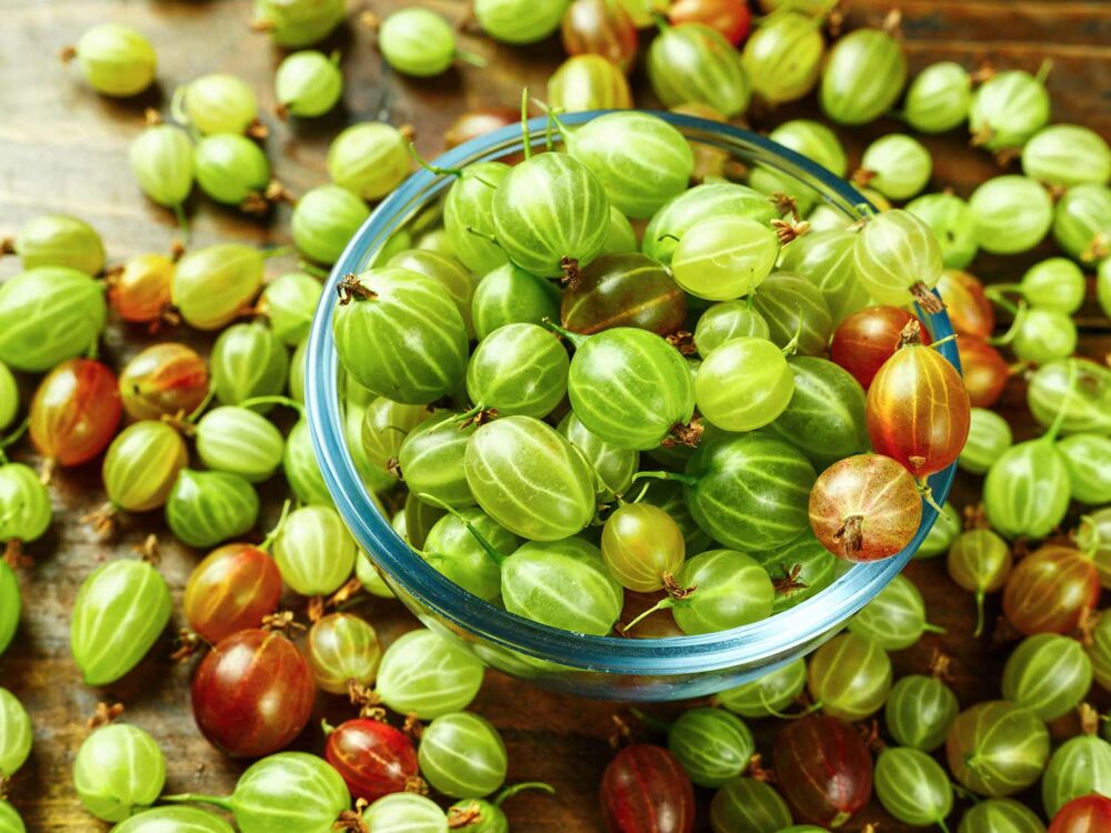 بذر گوس‌بری ( اورجینال انگور فرنگی ) — تصویر ۲