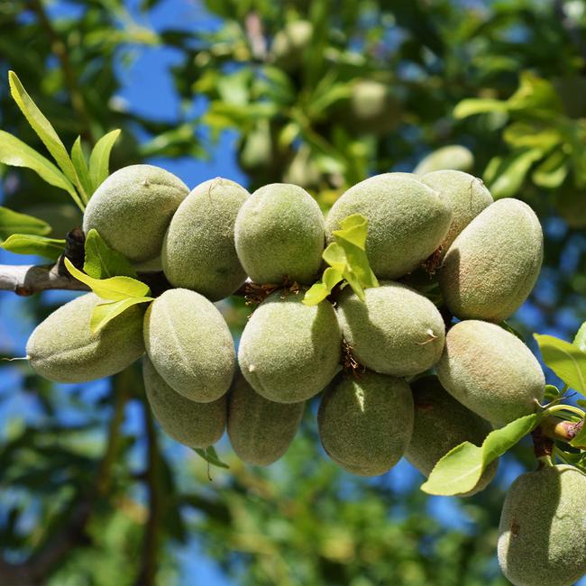 نهال بادام ( درجه یک و اصیل )