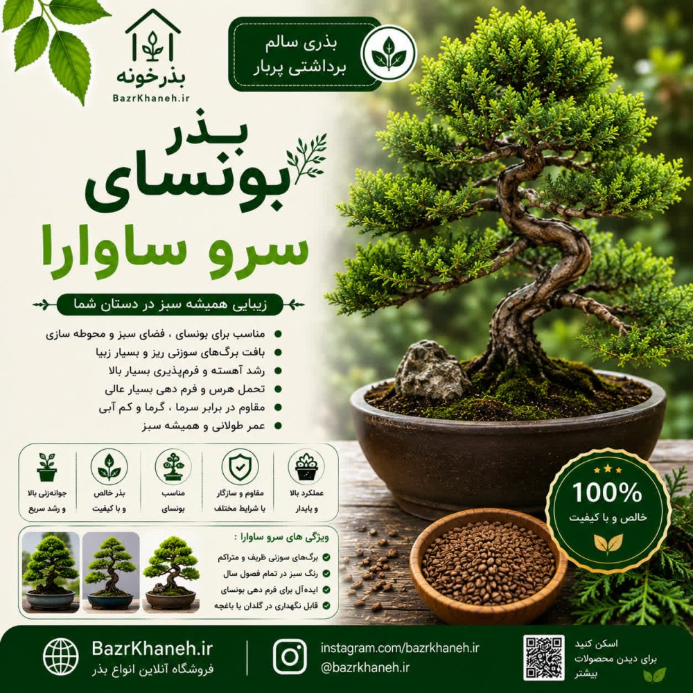 بذر بونسای سرو ساوارا — تصویر ۲