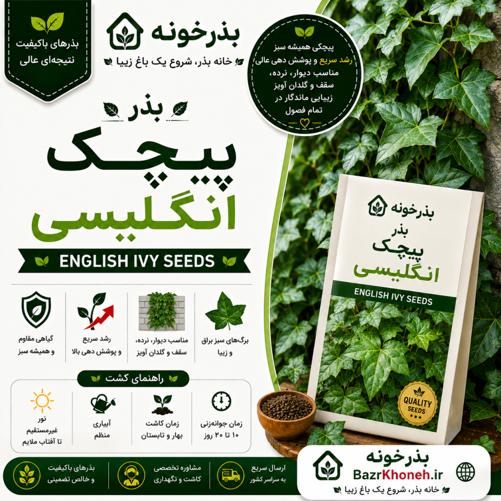 بذر پیچک انگلیسی — تصویر ۲