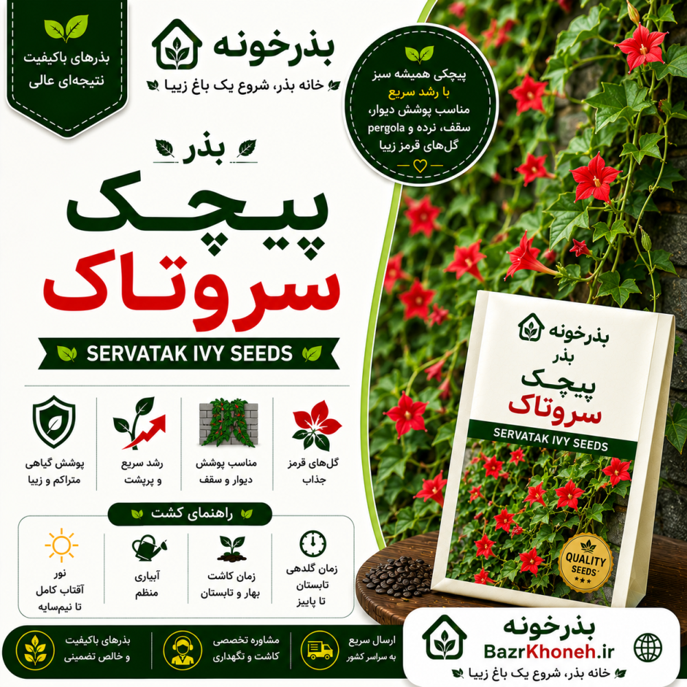 بذر پیچک سروتاک — تصویر ۲