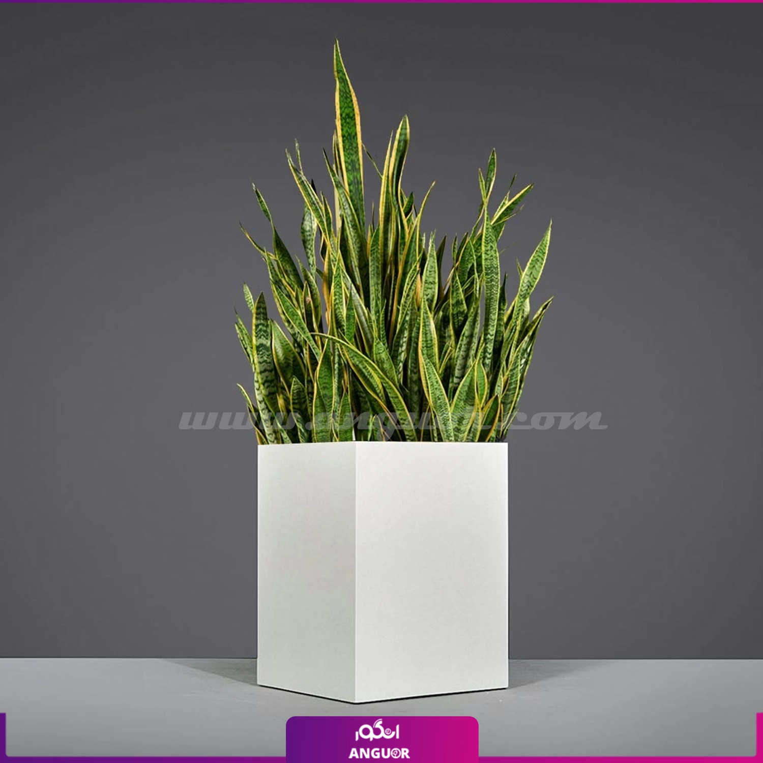 گلدان گالوانیزه چرخدار سانسوریا ابلق (پر غلاف)