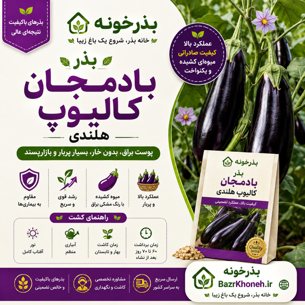 بذر بادمجان کالیوپ هلندی