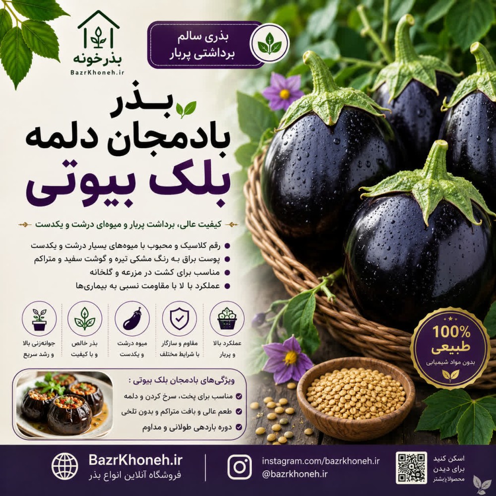 بذر بادمجان دلمه بلک بیوتی — تصویر ۲
