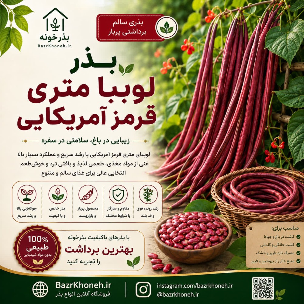 بذر لوبیا متری قرمز امریکایی — تصویر ۲