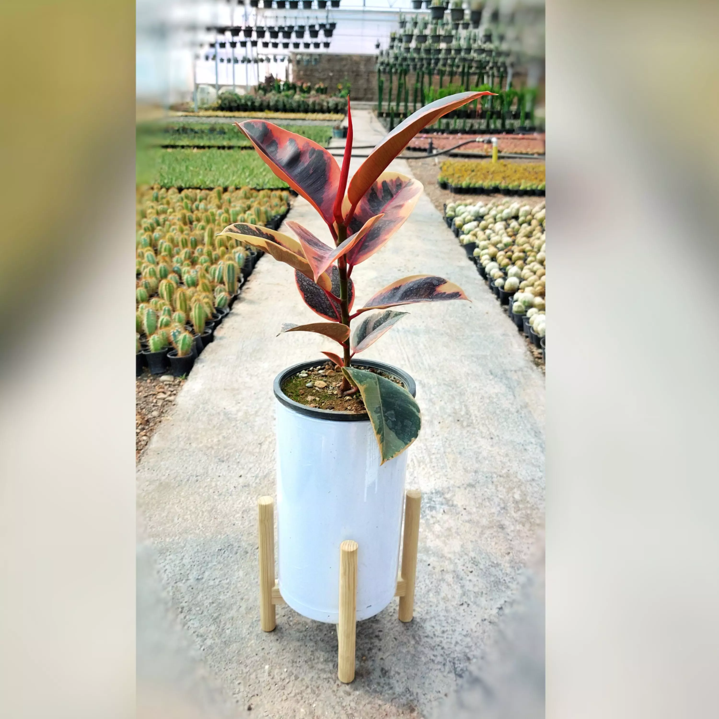 گیاه فیکوس شرابی به همراه گلدان پلیمری استوانه ای پایه دار چوبی و زیر گلدانی
